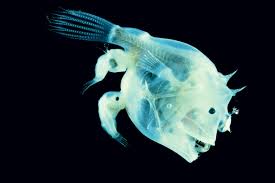 anglerfish